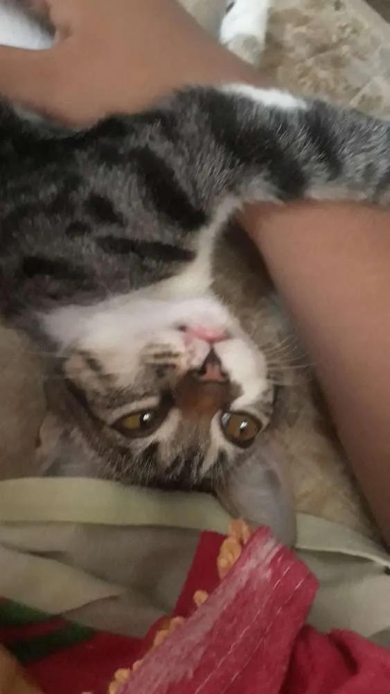 Gato raça Misturanda idade 2 a 6 meses nome Cecília 