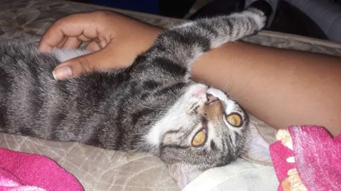 Gato raça Misturanda idade 2 a 6 meses nome Cecília 