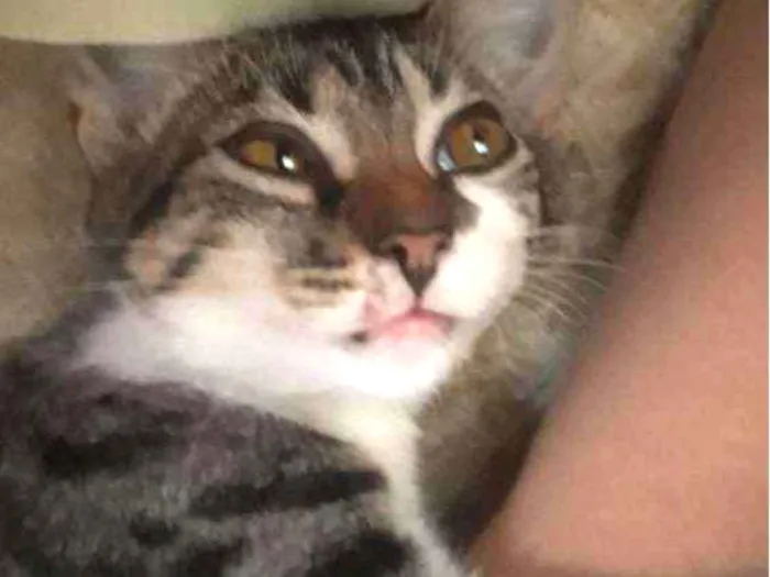 Gato raça Misturanda idade 2 a 6 meses nome Cecília 