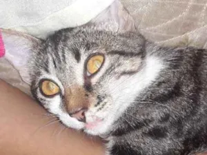 Gato raça Misturanda idade 2 a 6 meses nome Cecília 