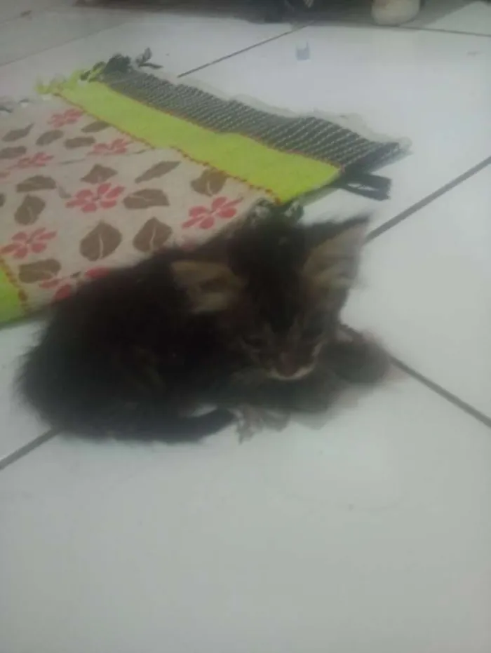 Gato ra a Não sei idade Abaixo de 2 meses nome Não tem