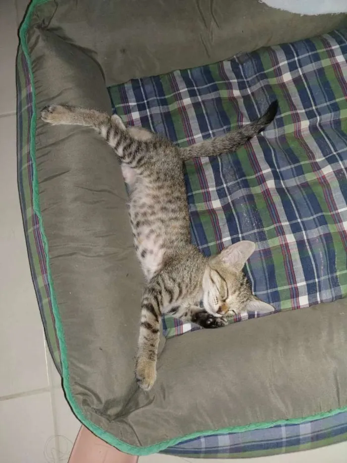 Gato raça Não sei idade Abaixo de 2 meses nome Tel