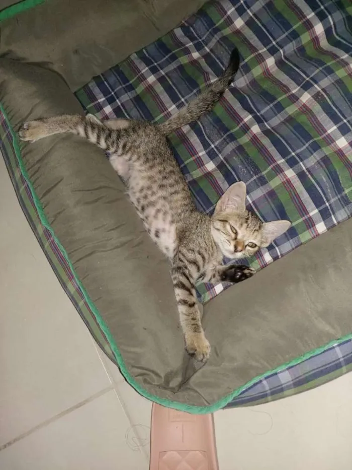 Gato raça Não sei idade Abaixo de 2 meses nome Tel