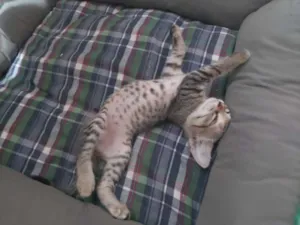 Gato raça Não sei idade Abaixo de 2 meses nome Tel