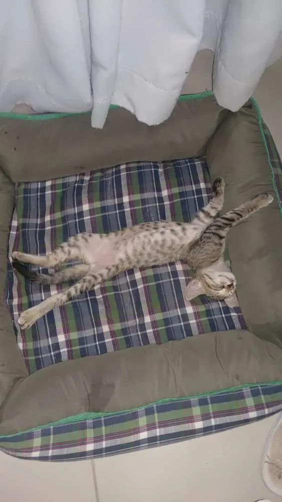 Gato raça Não sei idade Abaixo de 2 meses nome Tel