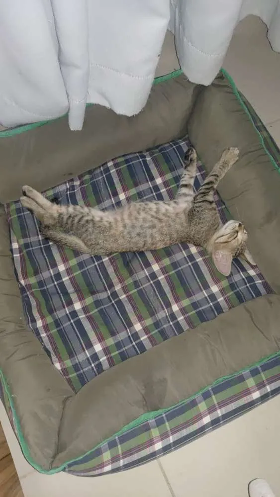 Gato raça Não sei idade Abaixo de 2 meses nome Tel