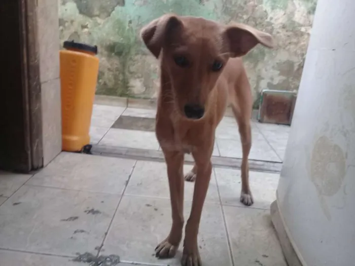 Cachorro ra a  idade 7 a 11 meses nome Zoe e Pirulito