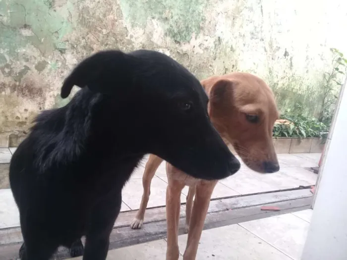 Cachorro ra a  idade 7 a 11 meses nome Zoe e Pirulito