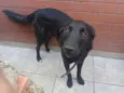 Nego