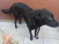 Nego