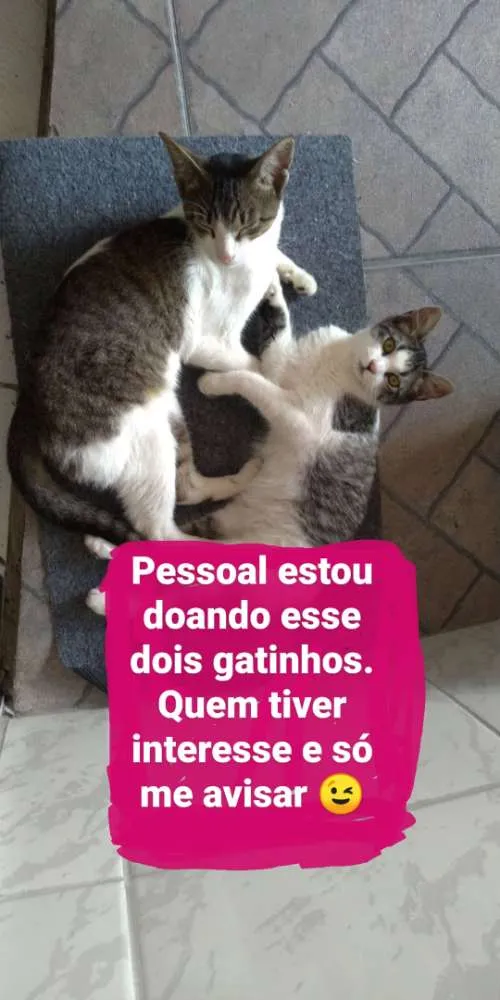 Gato ra a Vira lata idade 2 a 6 meses nome Pojuca e Juca 