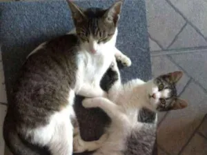 Gato raça Vira lata idade 2 a 6 meses nome Pojuca e Juca 