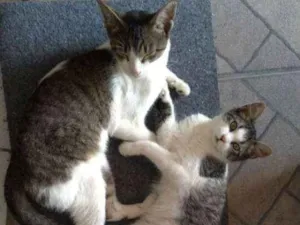 Gato raça Vira lata idade 2 a 6 meses nome Pojuca e Juca 