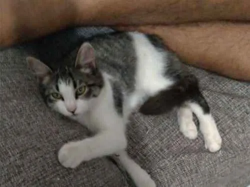 Gato ra a Vira lata idade 2 a 6 meses nome Pojuca e Juca 