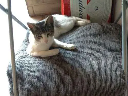 Gato ra a Vira lata idade 2 a 6 meses nome Pojuca e Juca 