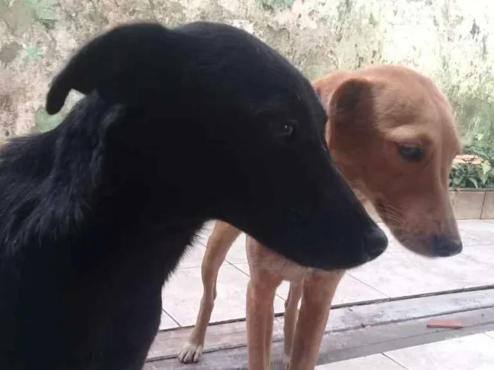 Cachorro ra a  idade 7 a 11 meses nome Zoe e Pirulito