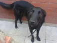 Nego