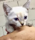 Não tem 