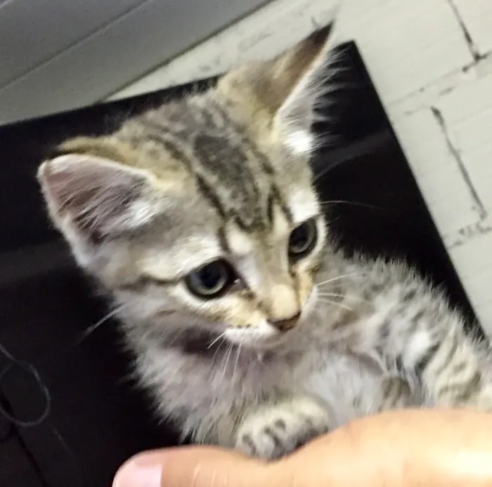 Gato ra a Não definida  idade Abaixo de 2 meses nome Não tem 