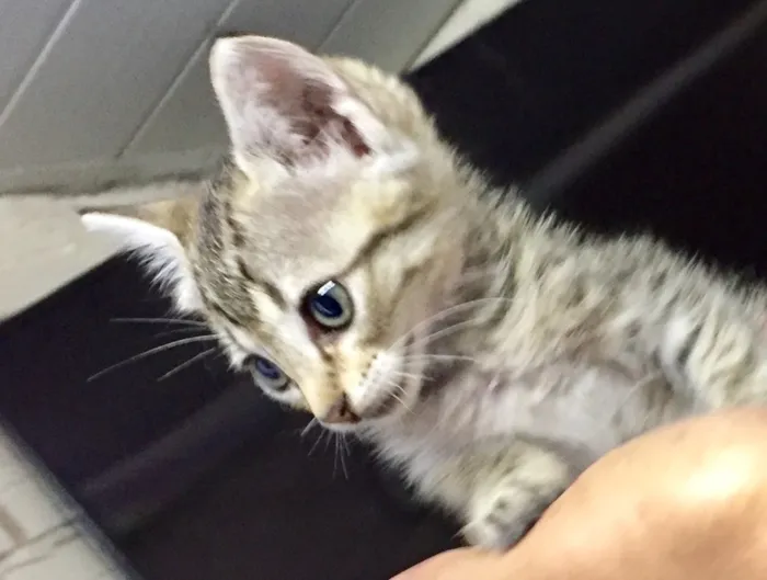 Gato ra a Não definida  idade Abaixo de 2 meses nome Não tem 