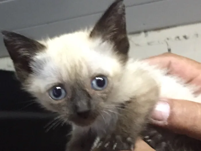 Gato ra a Não definida  idade Abaixo de 2 meses nome Não tem 