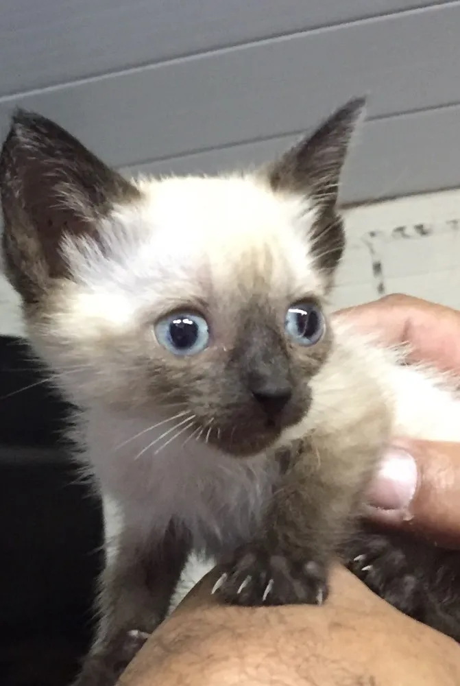 Gato ra a Não definida  idade Abaixo de 2 meses nome Não tem 