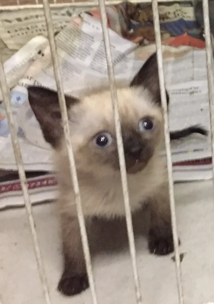 Gato ra a Não definida  idade Abaixo de 2 meses nome Não tem 