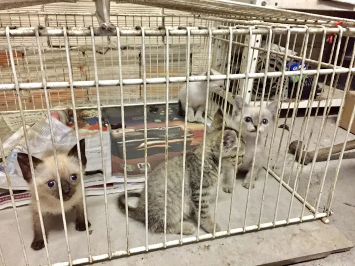 Gato ra a Não definida  idade Abaixo de 2 meses nome Não tem 