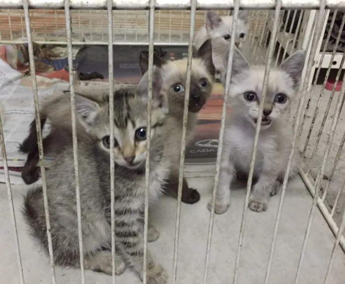 Gato ra a Não definida  idade Abaixo de 2 meses nome Não tem 