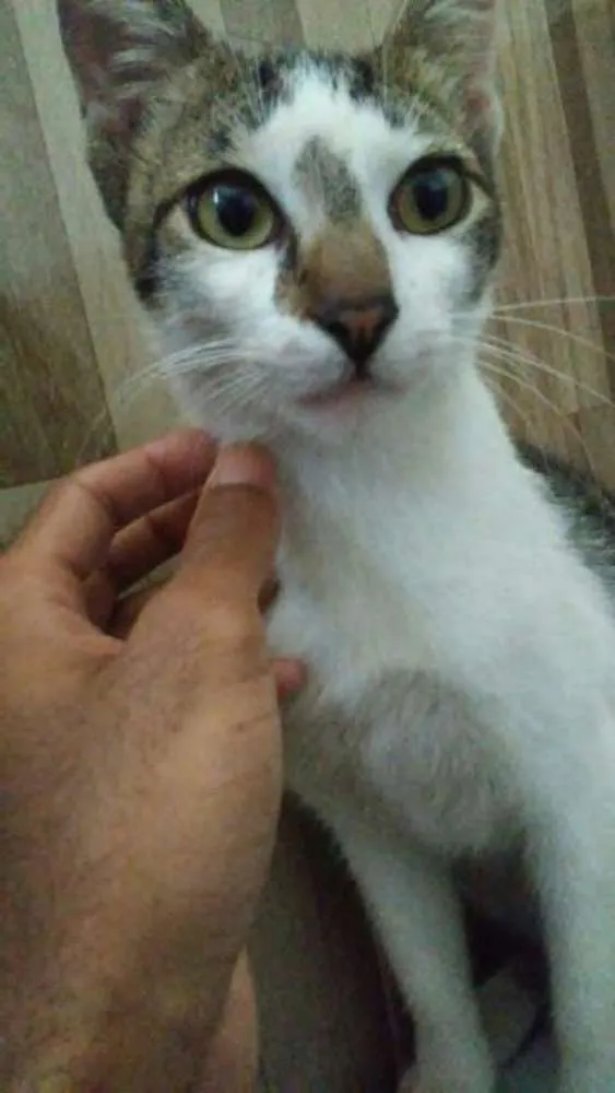 Gato ra a SRD idade 3 anos nome Milk