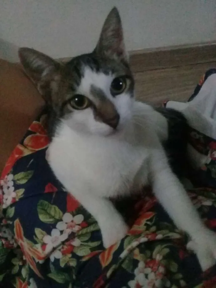 Gato ra a SRD idade 3 anos nome Milk