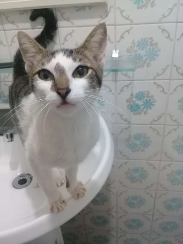 Gato ra a SRD idade 3 anos nome Milk