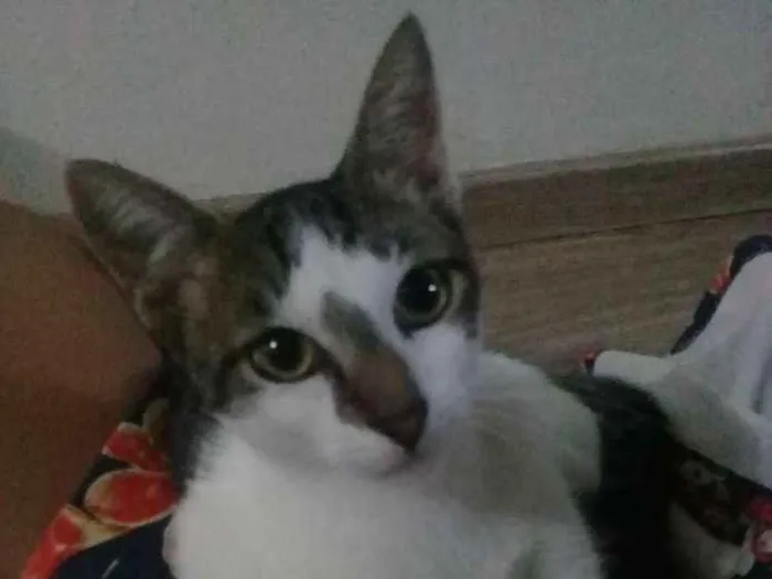 Gato ra a SRD idade 3 anos nome Milk