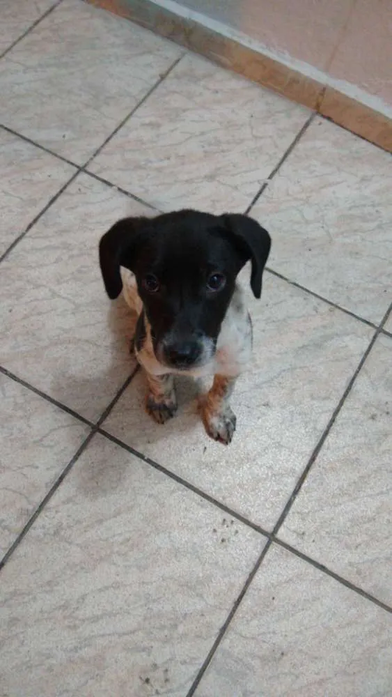 Cachorro ra a Sem raça definida idade 2 a 6 meses nome Milly