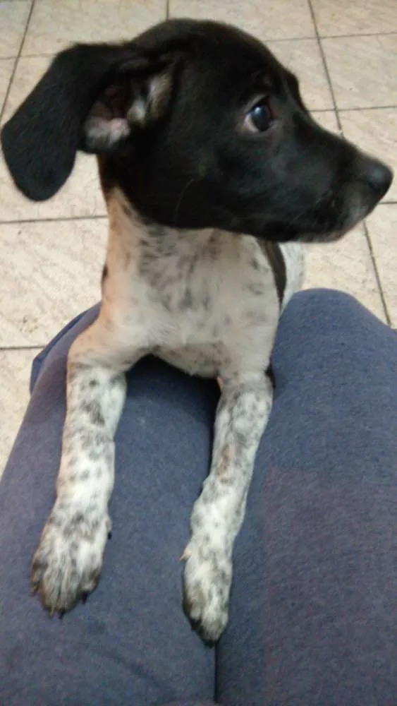 Cachorro ra a Sem raça definida idade 2 a 6 meses nome Milly