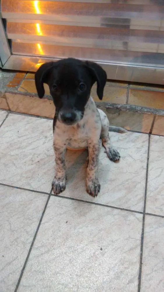 Cachorro ra a Sem raça definida idade 2 a 6 meses nome Milly