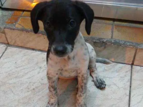 Cachorro ra a Sem raça definida idade 2 a 6 meses nome Milly