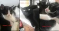 Gatinhos filhotes