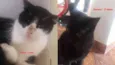 Felicia e Pantera