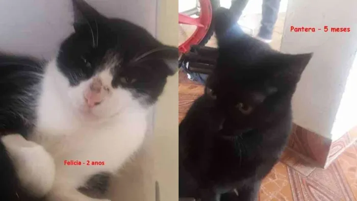 Gato raça SRD idade 2 anos nome Felicia e Pantera