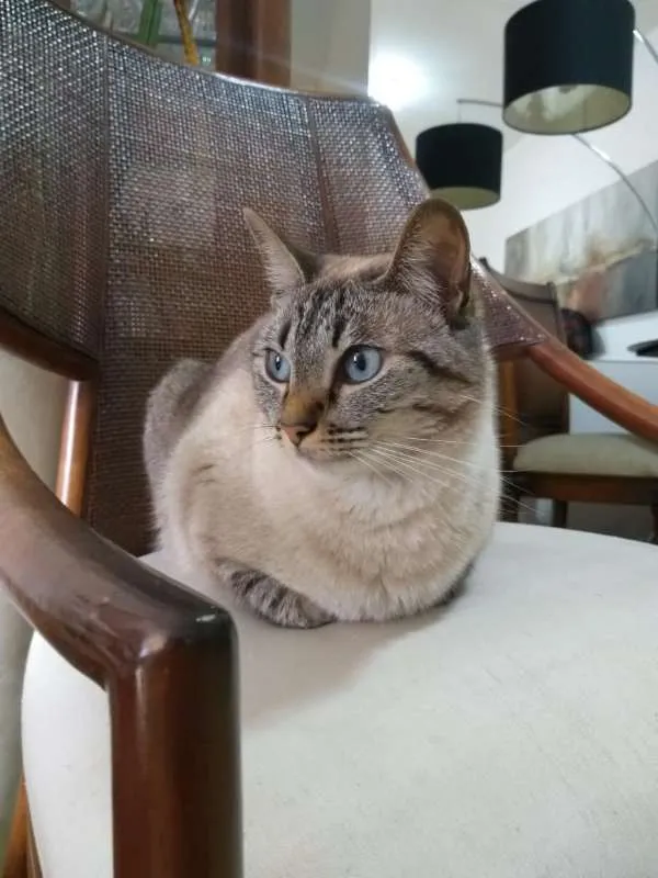 Gato raça SRD idade 2 anos nome Bombom