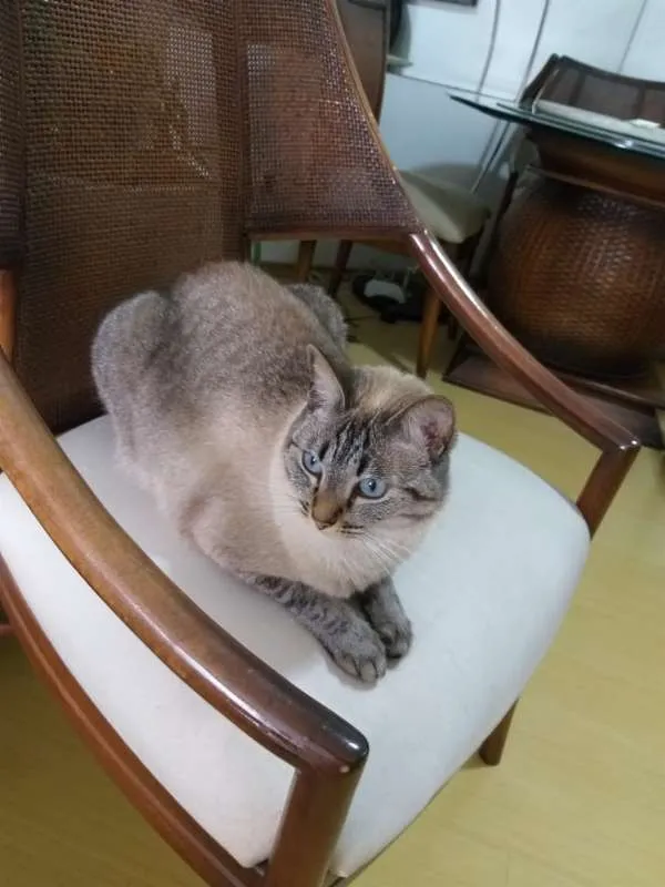 Gato raça SRD idade 2 anos nome Bombom