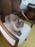 Bombom