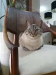 Bombom