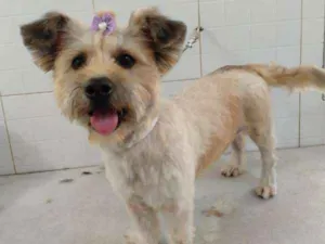 Cachorro raça SRD idade 7 a 11 meses nome Julie