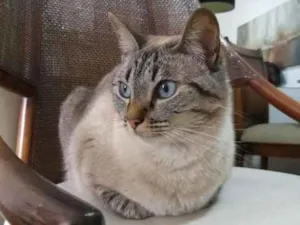 Gato raça SRD idade 2 anos nome Bombom