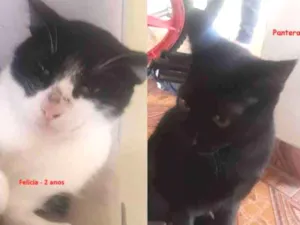 Gato raça SRD idade 2 anos nome Felicia e Pantera
