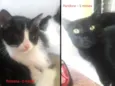 Gatinhos filhotes