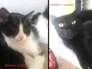 Gato raça SRD idade 2 a 6 meses nome Gatinhos filhotes