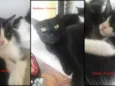 Gatinhos filhotes